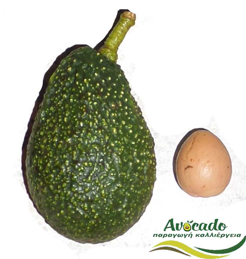Variety Avocado Carmen Hass Greece Crete Chania