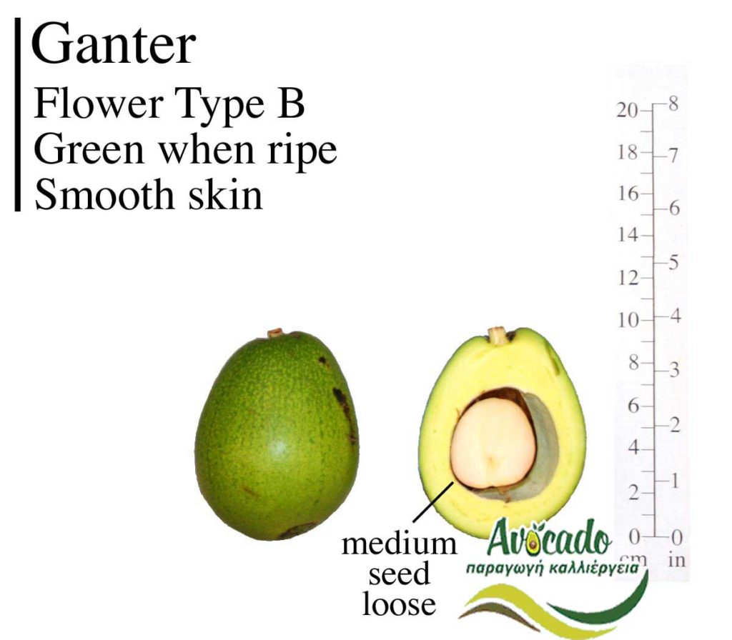 Variety Avocado Ganter (Rootstock) Greece Crete