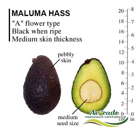 Variety Avocado Maluma Hass