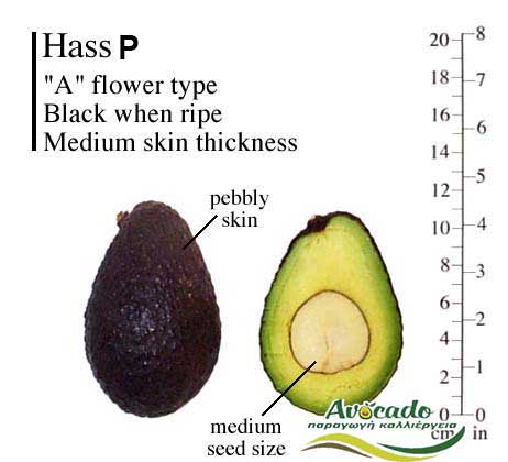 Variety Avocado Hass P Greece Crete,AVOCADO CULTIVATION, CULTIVATION PRICE MARKET BUY, TREE/TREE PLANT, MARKET PLANTS, nursery, 2019, 2020, 2021,