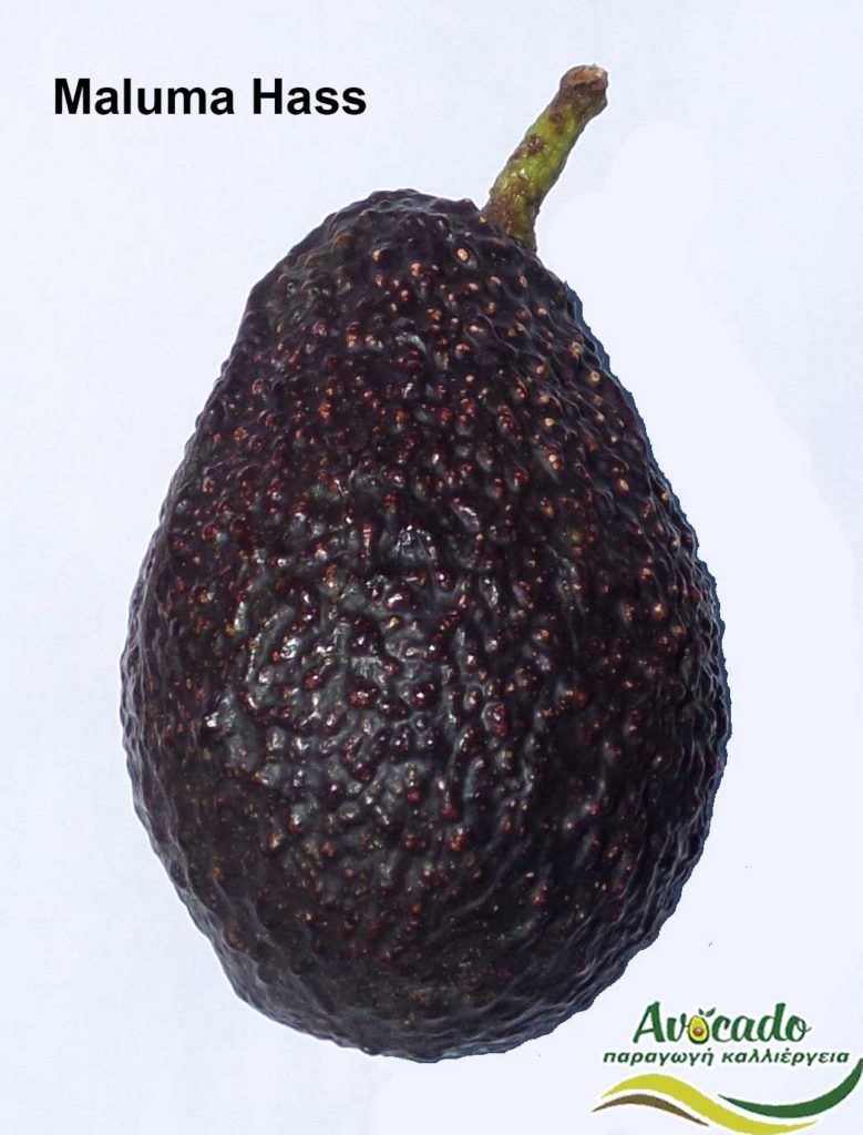 Avocado Greece Maluma Hass