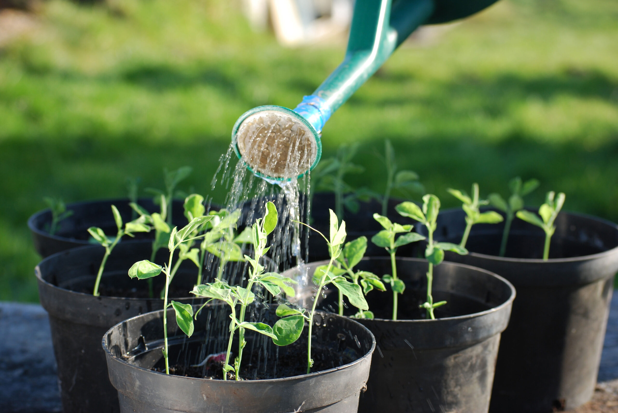 5 Ways to Live an Organic Lifestyle