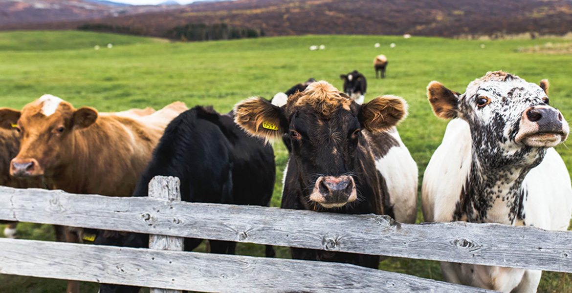 5 Ways to Live an Organic Lifestyle