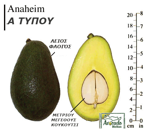 Ποικιλία Αβοκάντο (Avocado) #Anaheim