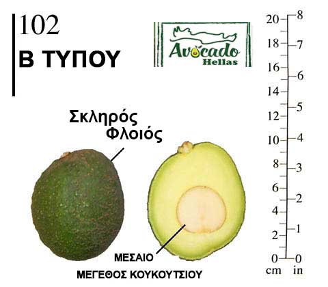 102 ποικιλία αβοκαντο Αβοκάντο Κρήτης 102 ( Avocado 102)