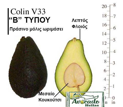 Ποικιλία Αβοκάντο Κρήτης ColinV33