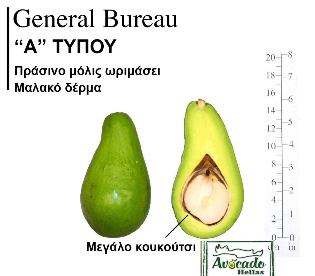 Ποικιλία Αβοκάντο Κρήτης General Bureau