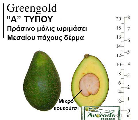 Ποικιλία Αβοκάντο Κρήτης GreenGold