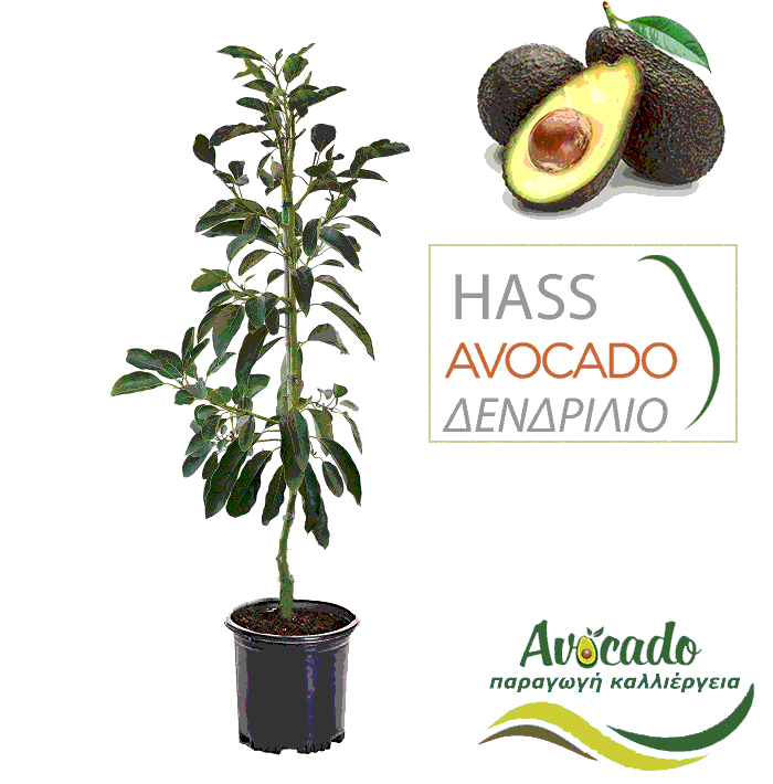Avocado-hass-dentro-fyto-xondriki-timh-fytorio δέντρο αβοκάντο hass σε γλάστρα