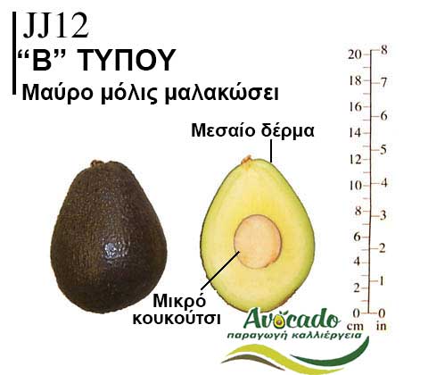 JJ12, ΑΒΟΚΑΝΤΟ ΚΑΛΛΙΕΡΓΙΑ, ΚΑΛΛΙΕΡΓΕΙΑ ΤΙMH ΑΓΟΡΑ, ΔΕΝΤΡΟ / ΔΕΝΔΡΟ ΦΥΤΟ
