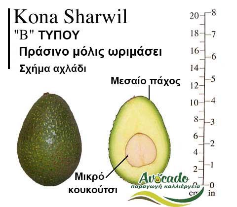 KonaSharwil, ΑΒΟΚΑΝΤΟ ΚΑΛΛΙΕΡΓΙΑ, ΚΑΛΛΙΕΡΓΕΙΑ ΤΙMH ΑΓΟΡΑ, ΔΕΝΤΡΟ / ΔΕΝΔΡΟ ΦΥΤΟ