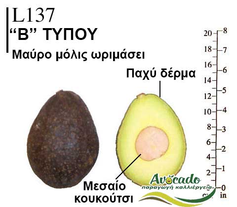 L137, ΑΒΟΚΑΝΤΟ ΚΑΛΛΙΕΡΓΙΑ, ΚΑΛΛΙΕΡΓΕΙΑ ΤΙMH ΑΓΟΡΑ, ΔΕΝΤΡΟ / ΔΕΝΔΡΟ ΦΥΤΟ, Ελλάδα , Κρήτη, Χανιά