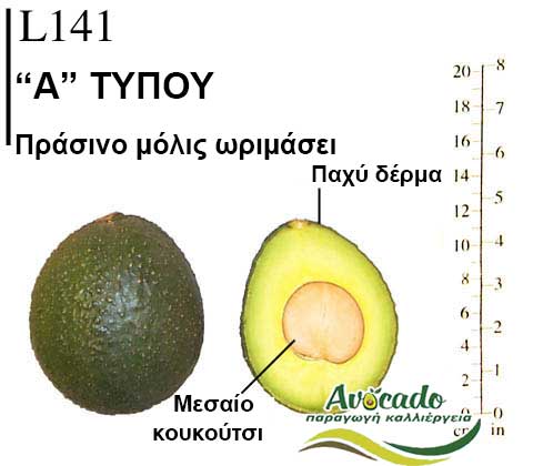 L141, ΑΒΟΚΑΝΤΟ ΚΑΛΛΙΕΡΓΙΑ, ΚΑΛΛΙΕΡΓΕΙΑ ΤΙMH ΑΓΟΡΑ, ΔΕΝΤΡΟ / ΔΕΝΔΡΟ ΦΥΤΟ, Ελλάδα , Κρήτη, Χανιά