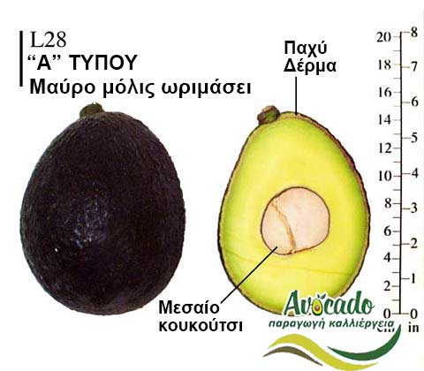 L28, ΑΒΟΚΑΝΤΟ ΚΑΛΛΙΕΡΓΙΑ, ΚΑΛΛΙΕΡΓΕΙΑ ΤΙMH ΑΓΟΡΑ, ΔΕΝΤΡΟ / ΔΕΝΔΡΟ ΦΥΤΟ, Ελλάδα , Κρήτη, Χανιά
