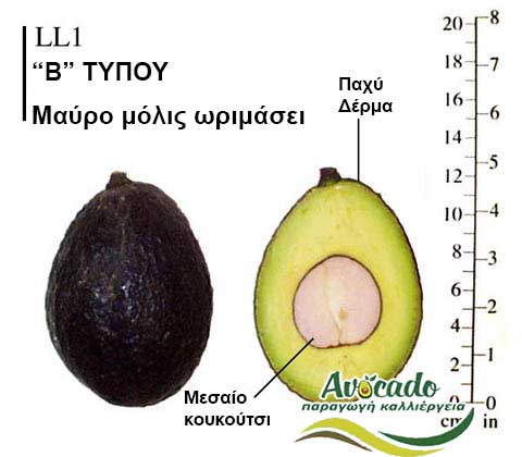 LL1, ΑΒΟΚΑΝΤΟ ΚΑΛΛΙΕΡΓΙΑ, ΚΑΛΛΙΕΡΓΕΙΑ ΤΙMH ΑΓΟΡΑ, ΔΕΝΤΡΟ / ΔΕΝΔΡΟ ΦΥΤΟ, Ελλάδα , Κρήτη, Χανιά