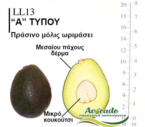 LL13, ΑΒΟΚΑΝΤΟ ΚΑΛΛΙΕΡΓΙΑ, ΚΑΛΛΙΕΡΓΕΙΑ ΤΙMH ΑΓΟΡΑ, ΔΕΝΤΡΟ / ΔΕΝΔΡΟ ΦΥΤΟ, Ελλάδα , Κρήτη, Χανιά