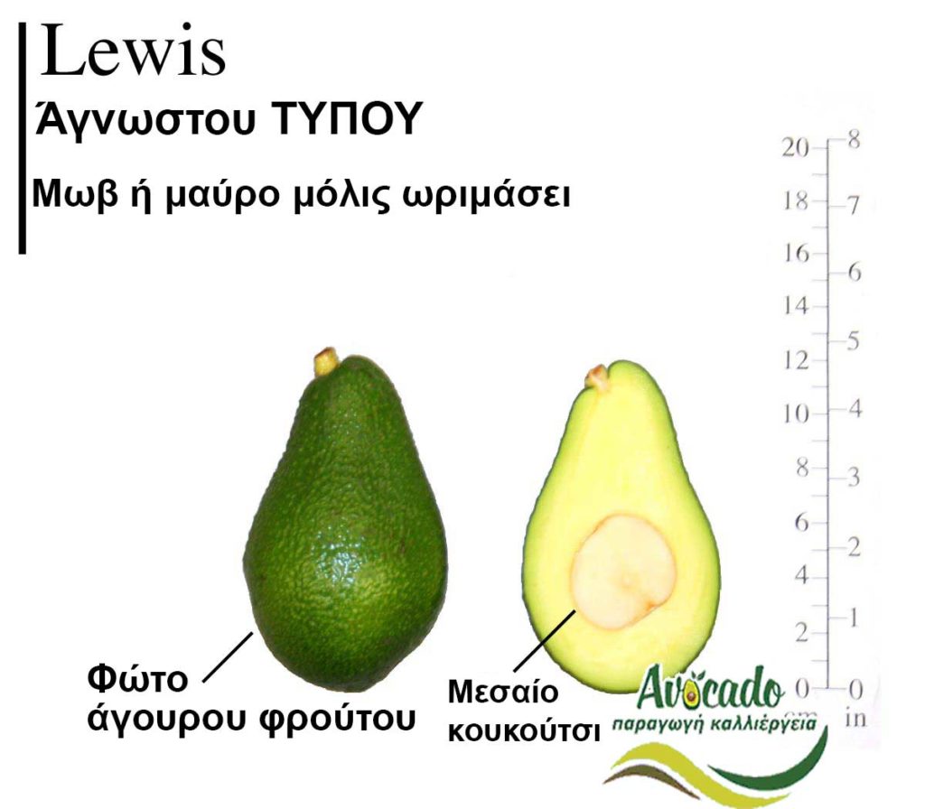 Lewis, ΑΒΟΚΑΝΤΟ ΚΑΛΛΙΕΡΓΙΑ, ΚΑΛΛΙΕΡΓΕΙΑ ΤΙMH ΑΓΟΡΑ, ΔΕΝΤΡΟ / ΔΕΝΔΡΟ ΦΥΤΟ, Ελλάδα , Κρήτη, Χανιά