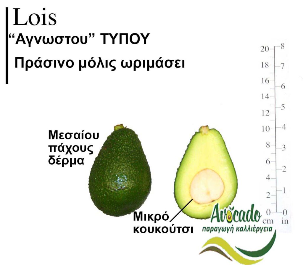 Lois, ΑΒΟΚΑΝΤΟ ΚΑΛΛΙΕΡΓΙΑ, ΚΑΛΛΙΕΡΓΕΙΑ ΤΙMH ΑΓΟΡΑ, ΔΕΝΤΡΟ / ΔΕΝΔΡΟ ΦΥΤΟ, Ελλάδα , Κρήτη, Χανιά