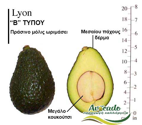 Lyon, ΑΒΟΚΑΝΤΟ ΚΑΛΛΙΕΡΓΙΑ, ΚΑΛΛΙΕΡΓΕΙΑ ΤΙMH ΑΓΟΡΑ, ΔΕΝΤΡΟ / ΔΕΝΔΡΟ ΦΥΤΟ, Ελλάδα , Κρήτη, Χανιά