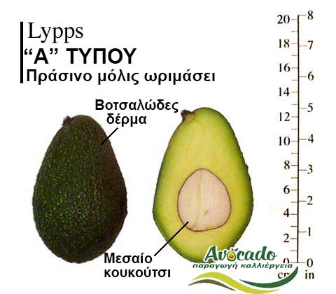 Lypps, ΑΒΟΚΑΝΤΟ ΚΑΛΛΙΕΡΓΙΑ, ΚΑΛΛΙΕΡΓΕΙΑ ΤΙMH ΑΓΟΡΑ, ΔΕΝΤΡΟ / ΔΕΝΔΡΟ ΦΥΤΟ, Ελλάδα , Κρήτη, Χανιά