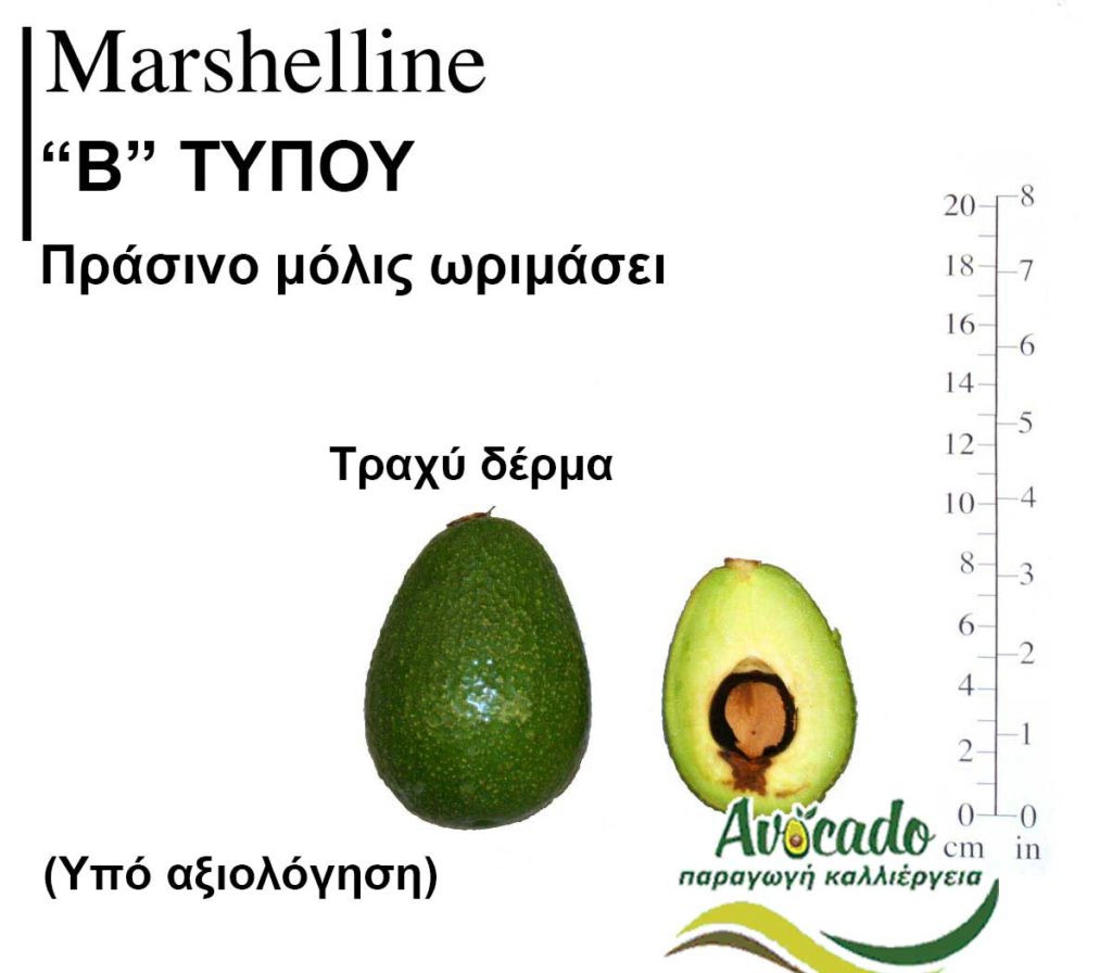 Marshelline, ΑΒΟΚΑΝΤΟ ΚΑΛΛΙΕΡΓΙΑ, ΚΑΛΛΙΕΡΓΕΙΑ ΤΙMH ΑΓΟΡΑ, ΔΕΝΤΡΟ / ΔΕΝΔΡΟ ΦΥΤΟ, Ελλάδα , Κρήτη, Χανιά
