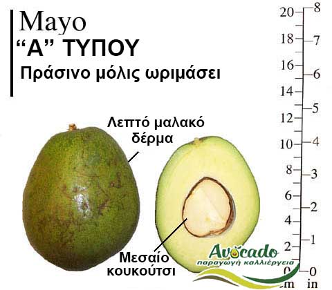 Mayo, ΑΒΟΚΑΝΤΟ ΚΑΛΛΙΕΡΓΙΑ, ΚΑΛΛΙΕΡΓΕΙΑ ΤΙMH ΑΓΟΡΑ, ΔΕΝΤΡΟ / ΔΕΝΔΡΟ ΦΥΤΟ, Ελλάδα, Κρήτη, Χανιά