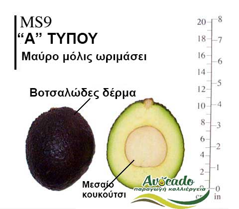 Ms9, ΑΒΟΚΑΝΤΟ ΚΑΛΛΙΕΡΓΙΑ, ΚΑΛΛΙΕΡΓΕΙΑ ΤΙMH ΑΓΟΡΑ, ΔΕΝΤΡΟ / ΔΕΝΔΡΟ ΦΥΤΟ, Ελλάδα, Κρήτη, Χανιά