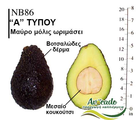 NB86, ΑΒΟΚΑΝΤΟ ΚΑΛΛΙΕΡΓΙΑ, ΚΑΛΛΙΕΡΓΕΙΑ ΤΙMH ΑΓΟΡΑ, ΔΕΝΤΡΟ / ΔΕΝΔΡΟ ΦΥΤΟ, Ελλάδα, Κρήτη, Χανιά