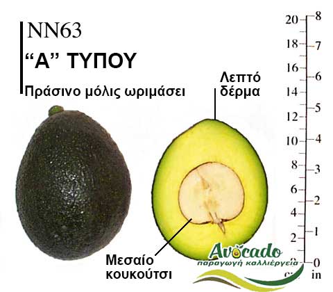 NN63, ΑΒΟΚΑΝΤΟ ΚΑΛΛΙΕΡΓΙΑ, ΚΑΛΛΙΕΡΓΕΙΑ ΤΙMH ΑΓΟΡΑ, ΔΕΝΤΡΟ / ΔΕΝΔΡΟ ΦΥΤΟ, Ελλάδα, Κρήτη, Χανιά