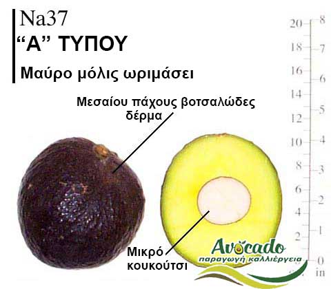 Na37, ΑΒΟΚΑΝΤΟ ΚΑΛΛΙΕΡΓΙΑ, ΚΑΛΛΙΕΡΓΕΙΑ ΤΙMH ΑΓΟΡΑ, ΔΕΝΤΡΟ / ΔΕΝΔΡΟ ΦΥΤΟ, Ελλάδα, Κρήτη, Χανιά