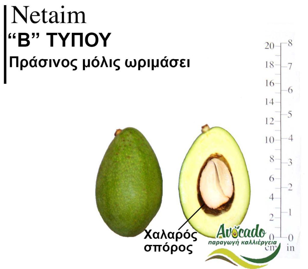 Netaim, ΑΒΟΚΑΝΤΟ ΚΑΛΛΙΕΡΓΙΑ, ΚΑΛΛΙΕΡΓΕΙΑ ΤΙMH ΑΓΟΡΑ, ΔΕΝΤΡΟ / ΔΕΝΔΡΟ ΦΥΤΟ, Ελλάδα, Κρήτη, Χανιά