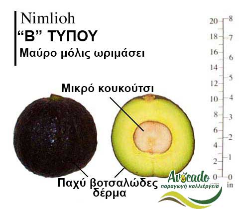Nimlioh, ΑΒΟΚΑΝΤΟ ΚΑΛΛΙΕΡΓΙΑ, ΚΑΛΛΙΕΡΓΕΙΑ ΤΙMH ΑΓΟΡΑ, ΔΕΝΤΡΟ / ΔΕΝΔΡΟ ΦΥΤΟ, Ελλάδα, Κρήτη, Χανιά