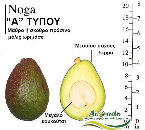 Noga, ΑΒΟΚΑΝΤΟ ΚΑΛΛΙΕΡΓΙΑ, ΚΑΛΛΙΕΡΓΕΙΑ ΤΙMH ΑΓΟΡΑ, ΔΕΝΤΡΟ / ΔΕΝΔΡΟ ΦΥΤΟ, Ελλάδα, Κρήτη, Χανιά