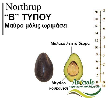 Northrup, ΑΒΟΚΑΝΤΟ ΚΑΛΛΙΕΡΓΙΑ, ΚΑΛΛΙΕΡΓΕΙΑ ΤΙMH ΑΓΟΡΑ, ΔΕΝΤΡΟ / ΔΕΝΔΡΟ ΦΥΤΟ, Ελλάδα, Κρήτη, Χανιά
