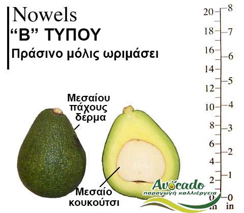 Nowels, ΑΒΟΚΑΝΤΟ ΚΑΛΛΙΕΡΓΙΑ, ΚΑΛΛΙΕΡΓΕΙΑ ΤΙMH ΑΓΟΡΑ, ΔΕΝΤΡΟ / ΔΕΝΔΡΟ ΦΥΤΟ, Ελλάδα, Κρήτη, Χανιά