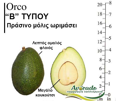 Orco, ΑΒΟΚΑΝΤΟ ΚΑΛΛΙΕΡΓΙΑ, ΚΑΛΛΙΕΡΓΕΙΑ ΤΙMH ΑΓΟΡΑ, ΔΕΝΤΡΟ / ΔΕΝΔΡΟ ΦΥΤΟ, Ελλάδα, Κρήτη, Χανιά