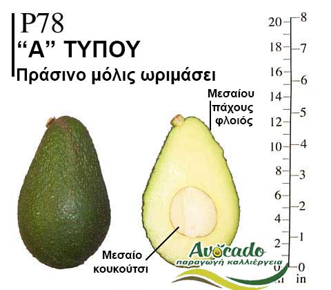 P78, ΑΒΟΚΑΝΤΟ ΚΑΛΛΙΕΡΓΙΑ, ΚΑΛΛΙΕΡΓΕΙΑ ΤΙMH ΑΓΟΡΑ, ΔΕΝΤΡΟ / ΔΕΝΔΡΟ ΦΥΤΟ, Ελλάδα, Κρήτη, Χανιά