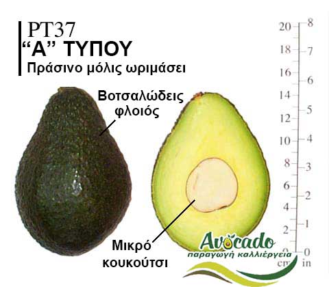 PT37, ΑΒΟΚΑΝΤΟ ΚΑΛΛΙΕΡΓΙΑ, ΚΑΛΛΙΕΡΓΕΙΑ ΤΙMH ΑΓΟΡΑ, ΔΕΝΤΡΟ / ΔΕΝΔΡΟ ΦΥΤΟ, Ελλάδα, Κρήτη, Χανιά