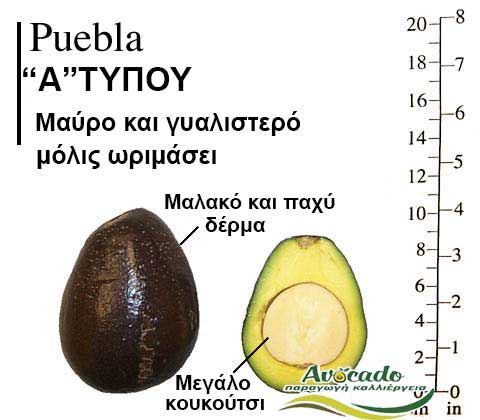 Puebla, ΑΒΟΚΑΝΤΟ ΚΑΛΛΙΕΡΓΙΑ, ΚΑΛΛΙΕΡΓΕΙΑ ΤΙMH ΑΓΟΡΑ, ΔΕΝΤΡΟ / ΔΕΝΔΡΟ ΦΥΤΟ