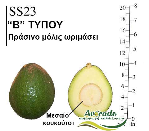 SS23, ΑΒΟΚΑΝΤΟ ΚΑΛΛΙΕΡΓΙΑ, ΚΑΛΛΙΕΡΓΕΙΑ ΤΙMH ΑΓΟΡΑ, ΔΕΝΤΡΟ / ΔΕΝΔΡΟ ΦΥΤΟ, Ελλάδα, Κρήτη, Χανιά