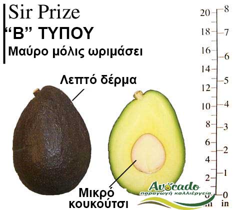 SirPrize, ΑΒΟΚΑΝΤΟ ΚΑΛΛΙΕΡΓΙΑ, ΚΑΛΛΙΕΡΓΕΙΑ ΤΙMH ΑΓΟΡΑ, ΔΕΝΤΡΟ / ΔΕΝΔΡΟ ΦΥΤΟ, Ελλάδα, Κρήτη, Χανιά