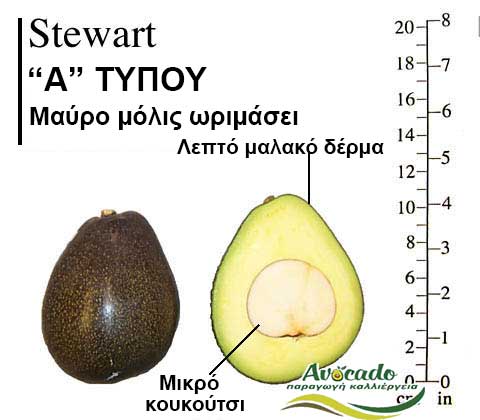 Stewart, ΑΒΟΚΑΝΤΟ ΚΑΛΛΙΕΡΓΙΑ, ΚΑΛΛΙΕΡΓΕΙΑ ΤΙMH ΑΓΟΡΑ, ΔΕΝΤΡΟ / ΔΕΝΔΡΟ ΦΥΤΟ, Ελλάδα, Κρήτη, Χανιά