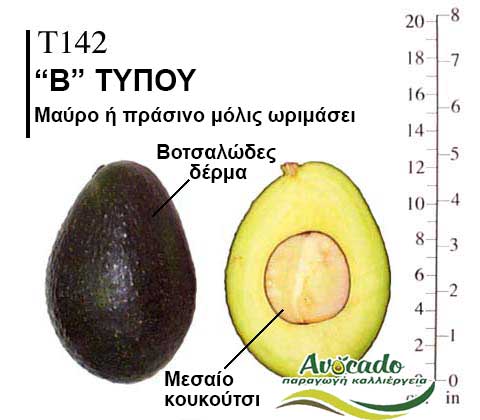 T142, ΑΒΟΚΑΝΤΟ ΚΑΛΛΙΕΡΓΙΑ, ΚΑΛΛΙΕΡΓΕΙΑ ΤΙMH ΑΓΟΡΑ, ΔΕΝΤΡΟ / ΔΕΝΔΡΟ ΦΥΤΟ, Ελλάδα, Κρήτη, Χανιά