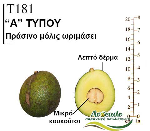 T181, ΑΒΟΚΑΝΤΟ ΚΑΛΛΙΕΡΓΙΑ, ΚΑΛΛΙΕΡΓΕΙΑ ΤΙMH ΑΓΟΡΑ, ΔΕΝΤΡΟ / ΔΕΝΔΡΟ ΦΥΤΟ, Ελλάδα, Κρήτη, Χανιά
