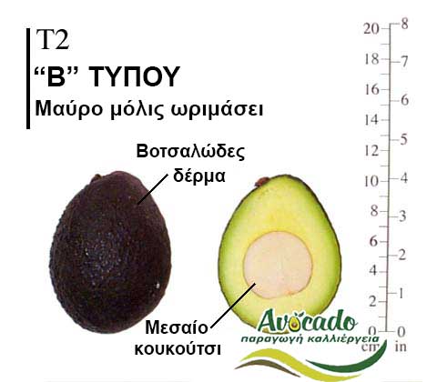 T2, ΑΒΟΚΑΝΤΟ ΚΑΛΛΙΕΡΓΙΑ, ΚΑΛΛΙΕΡΓΕΙΑ ΤΙMH ΑΓΟΡΑ, ΔΕΝΤΡΟ / ΔΕΝΔΡΟ ΦΥΤΟ, Ελλάδα, Κρήτη, Χανιά