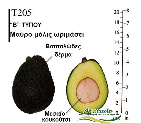 T205, ΑΒΟΚΑΝΤΟ ΚΑΛΛΙΕΡΓΙΑ, ΚΑΛΛΙΕΡΓΕΙΑ ΤΙMH ΑΓΟΡΑ, ΔΕΝΤΡΟ / ΔΕΝΔΡΟ ΦΥΤΟ, Ελλάδα, Κρήτη, Χανιά