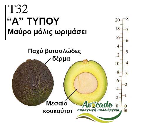 T32, ΑΒΟΚΑΝΤΟ ΚΑΛΛΙΕΡΓΙΑ, ΚΑΛΛΙΕΡΓΕΙΑ ΤΙMH ΑΓΟΡΑ, ΔΕΝΤΡΟ / ΔΕΝΔΡΟ ΦΥΤΟ, Ελλάδα, Κρήτη, Χανιά