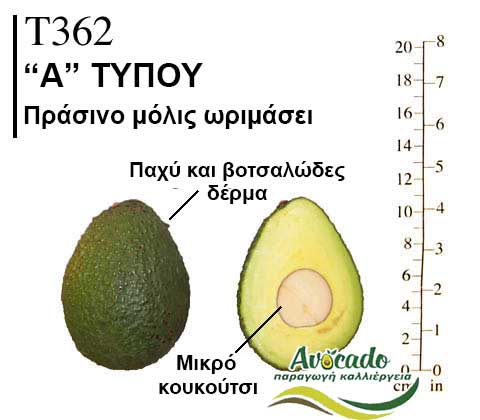 T362, ΑΒΟΚΑΝΤΟ ΚΑΛΛΙΕΡΓΙΑ, ΚΑΛΛΙΕΡΓΕΙΑ ΤΙMH ΑΓΟΡΑ, ΔΕΝΤΡΟ / ΔΕΝΔΡΟ ΦΥΤΟ, Ελλάδα, Κρήτη, Χανιά