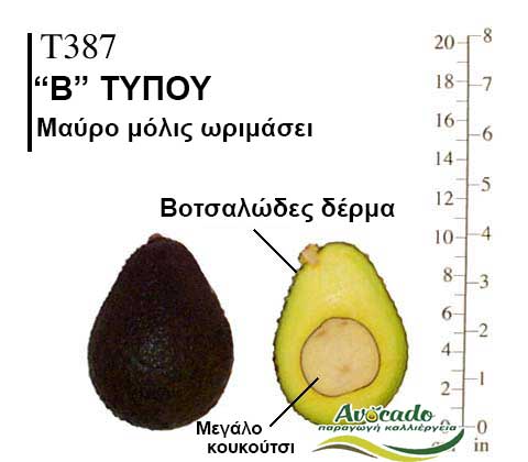 T387, ΑΒΟΚΑΝΤΟ ΚΑΛΛΙΕΡΓΙΑ, ΚΑΛΛΙΕΡΓΕΙΑ ΤΙMH ΑΓΟΡΑ, ΔΕΝΤΡΟ / ΔΕΝΔΡΟ ΦΥΤΟ, Ελλάδα, Κρήτη, Χανιά