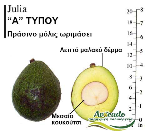 Julia, ΑΒΟΚΑΝΤΟ ΚΑΛΛΙΕΡΓΙΑ, ΚΑΛΛΙΕΡΓΕΙΑ ΤΙMH ΑΓΟΡΑ, ΔΕΝΤΡΟ / ΔΕΝΔΡΟ ΦΥΤΟ